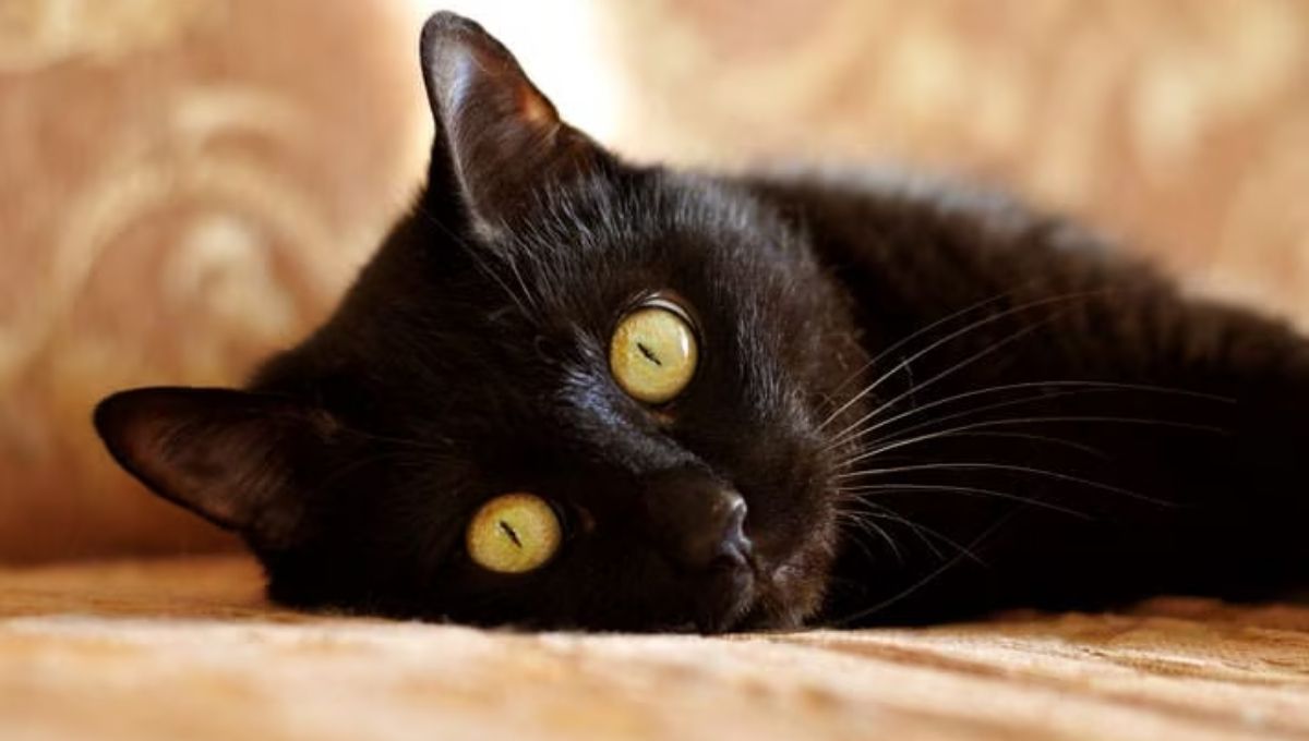 What to Do When a Black Cat Crosses Your Path or Enters Your Home