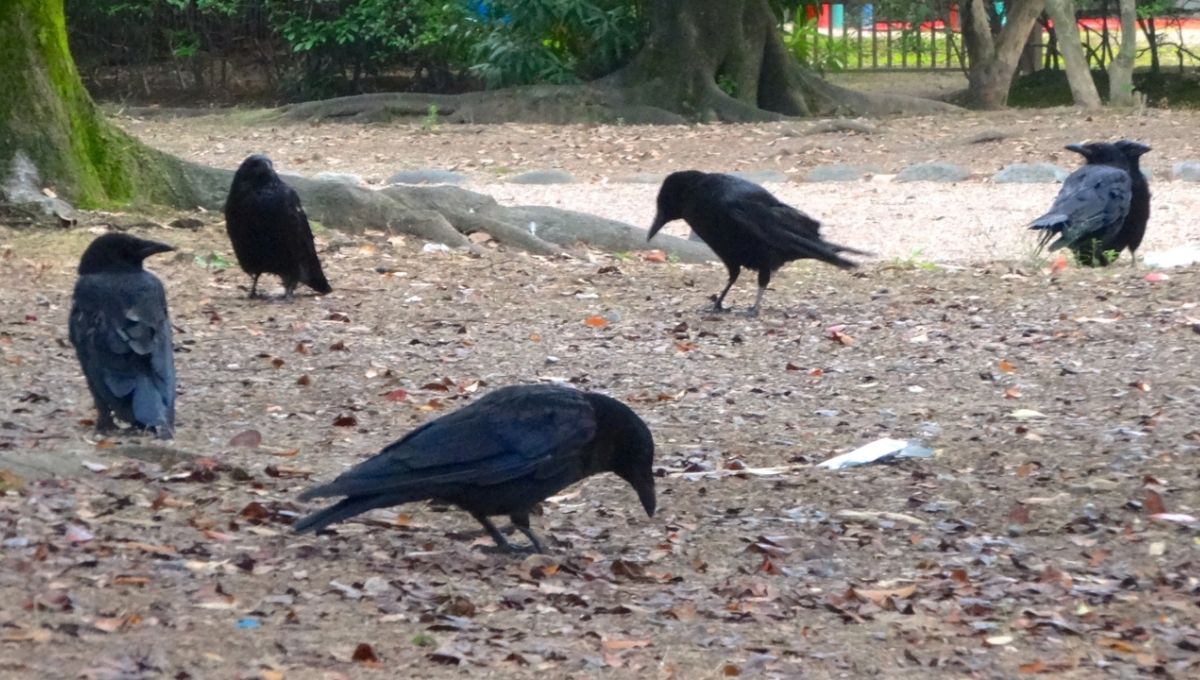 When You See Crows in Numbers, What Does It Mean?