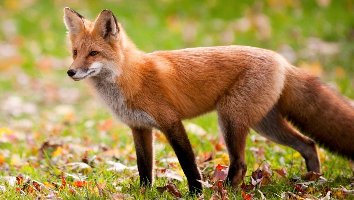 Why Foxes Matter in Different Cultures