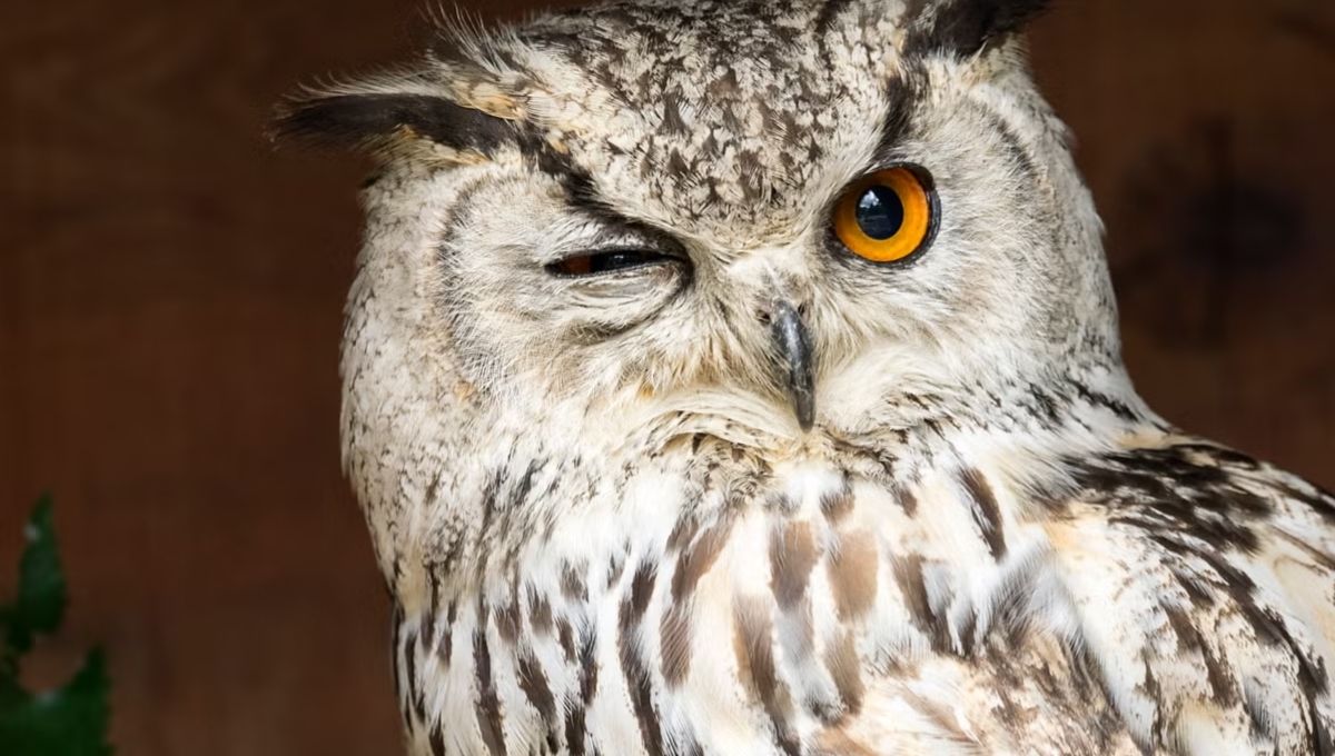 Why Owls Are Seen as the Wisest Birds