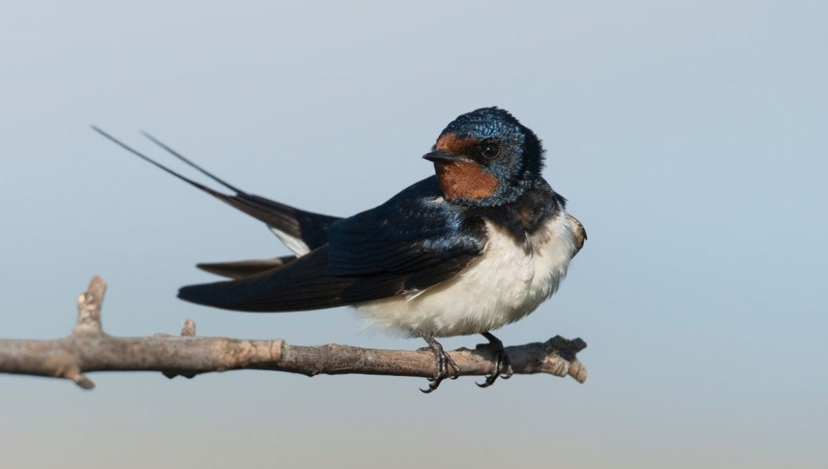 Why Swallows Are Special: Science & Spirituality