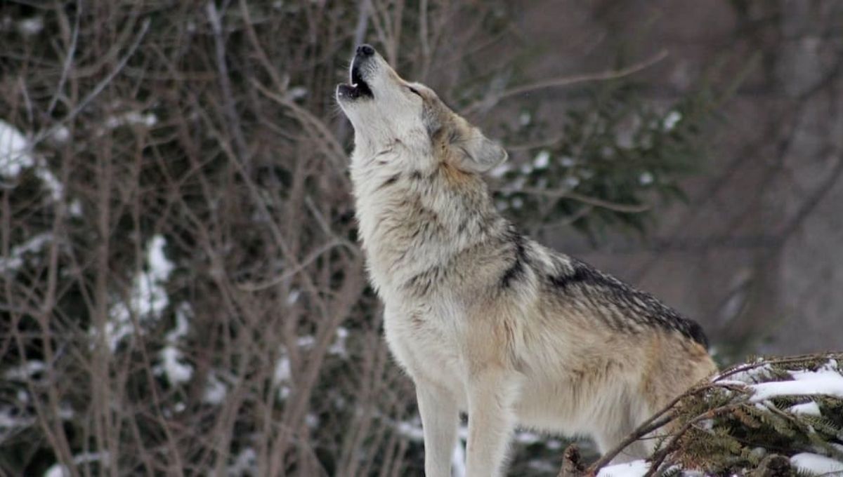 Wolf – Wisdom in Strength, Loyalty, and Survival