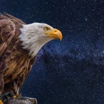 Bald Eagle Meaning Spiritual