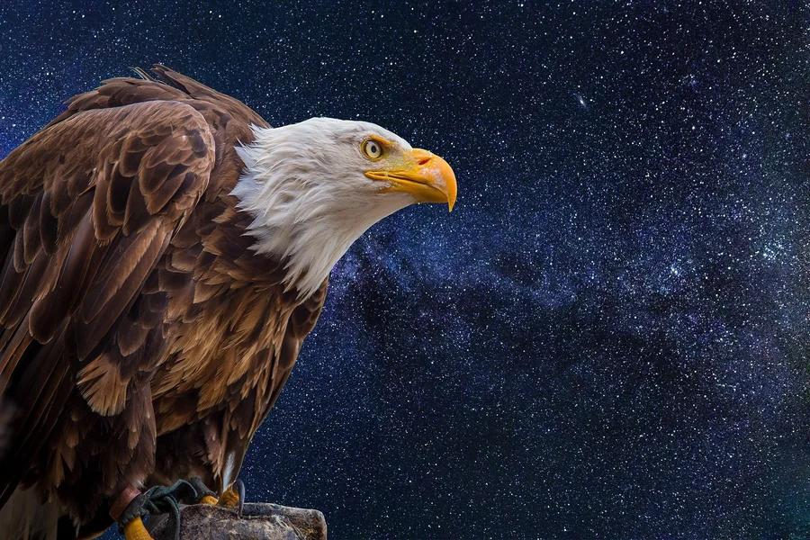 Bald Eagle Meaning Spiritual