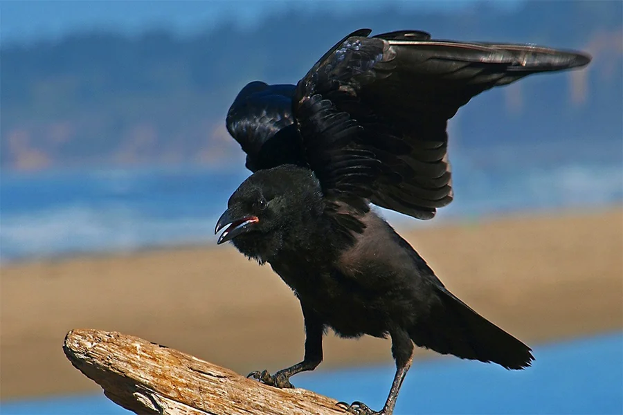 Crow Spiritual Meaning
