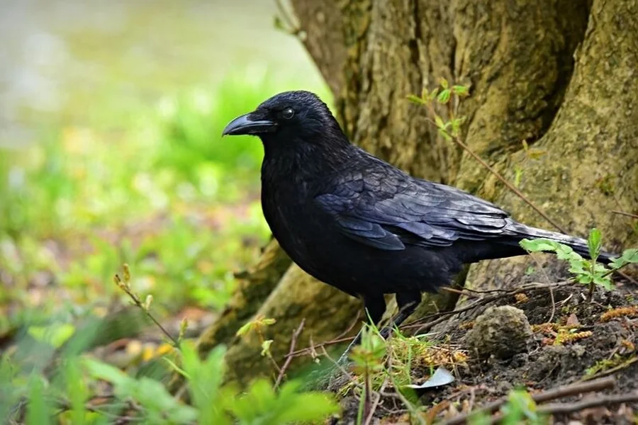 Crow Spiritual Meaning