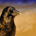 Crow Spiritual Meaning