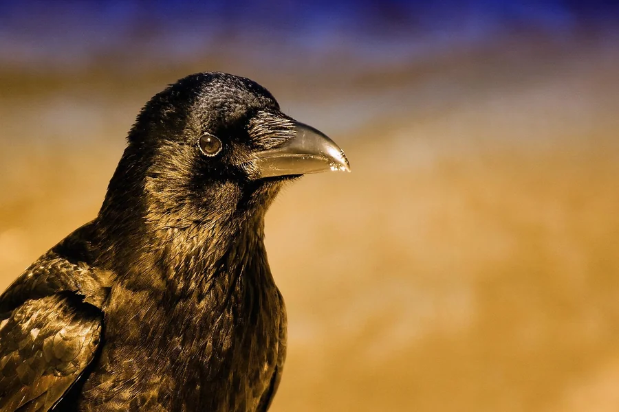 Crow Spiritual Meaning