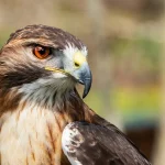 Hawk Spiritual Meaning