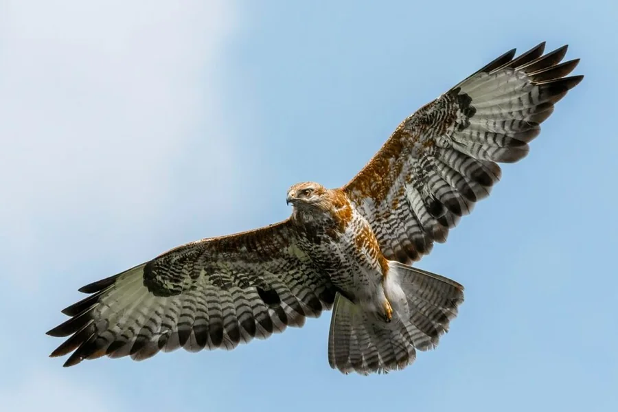 Hawk Spiritual Meaning