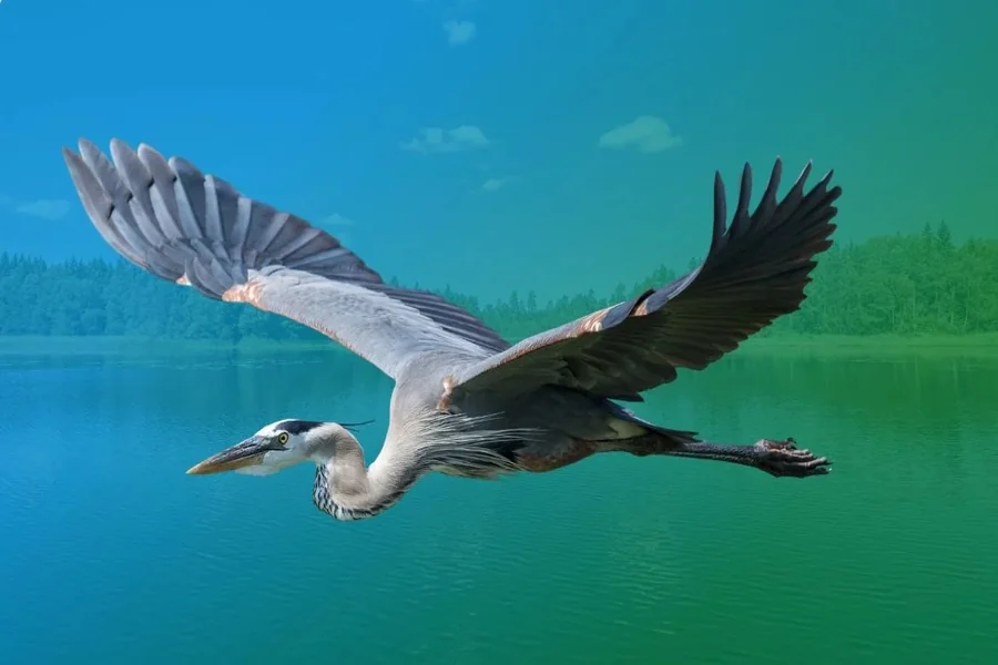 Heron Spiritual Meaning