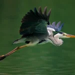 Heron Spiritual Meaning