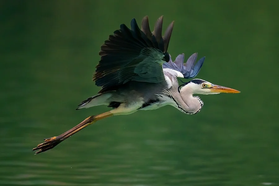 Heron Spiritual Meaning
