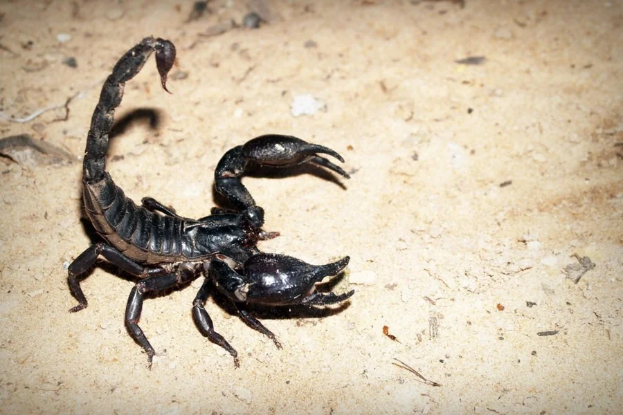 Scorpion Symbolism