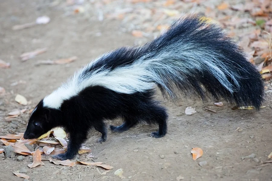 Skunk Spiritual Meaning