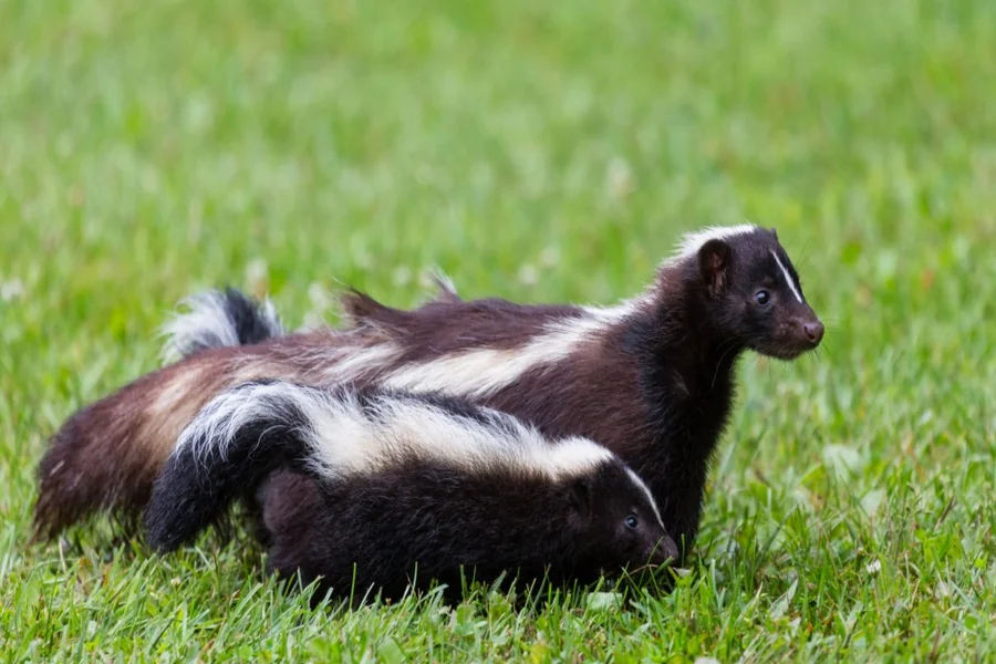 Skunk Spiritual Meaning