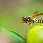 Wasp Spiritual Meaning