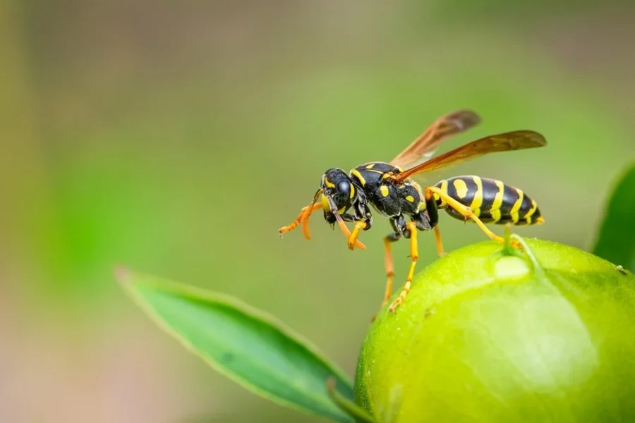Wasp Spiritual Meaning