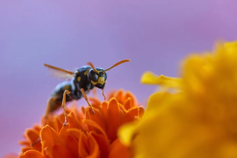 Wasp Spiritual Meaning