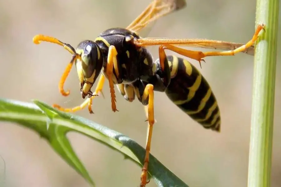 Wasp Spiritual Meaning