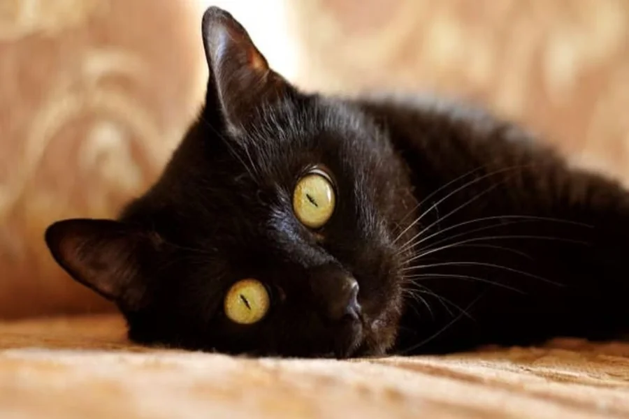 Black Cat Spiritual Meaning