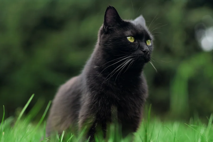Black Cat Spiritual Meaning