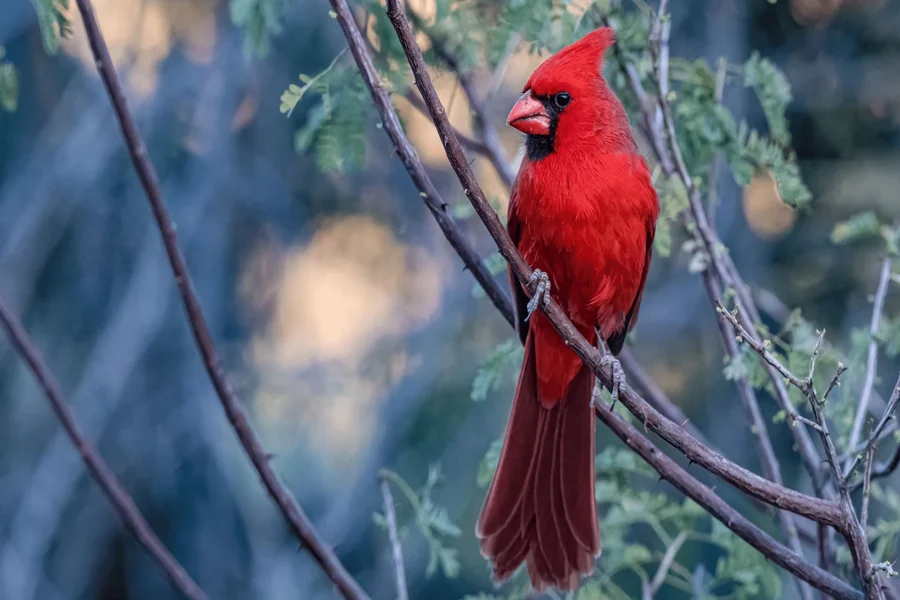 Cardinal Bird Meaning