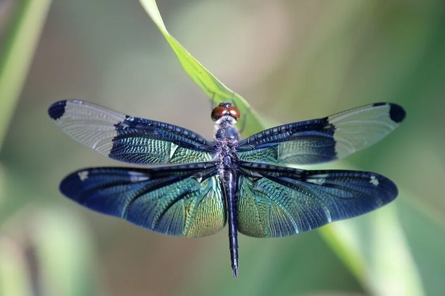 Dragonfly Symbolism