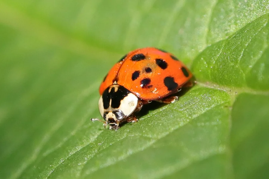 What do ladybugs mean