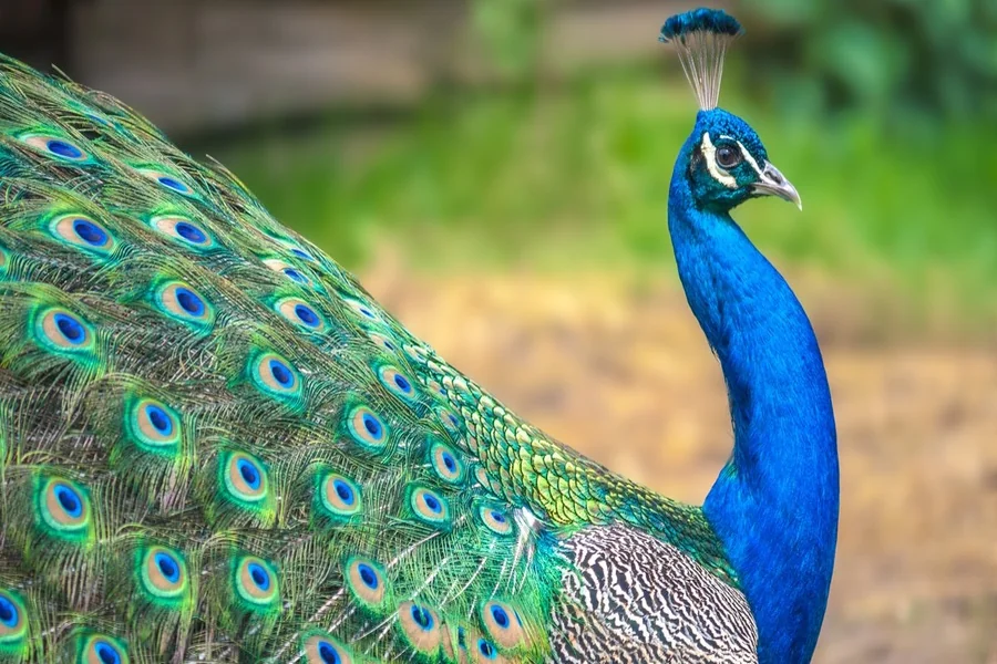 peacock spiritual meaning