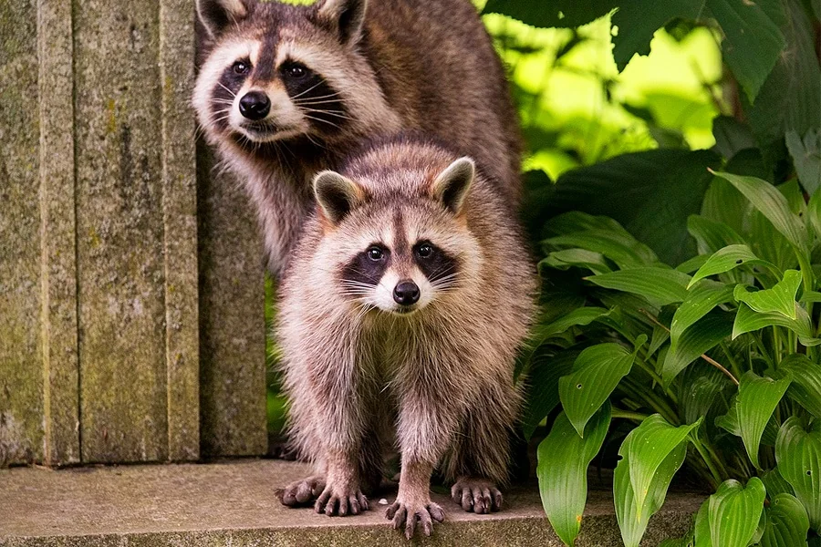 raccoon spiritual meaning