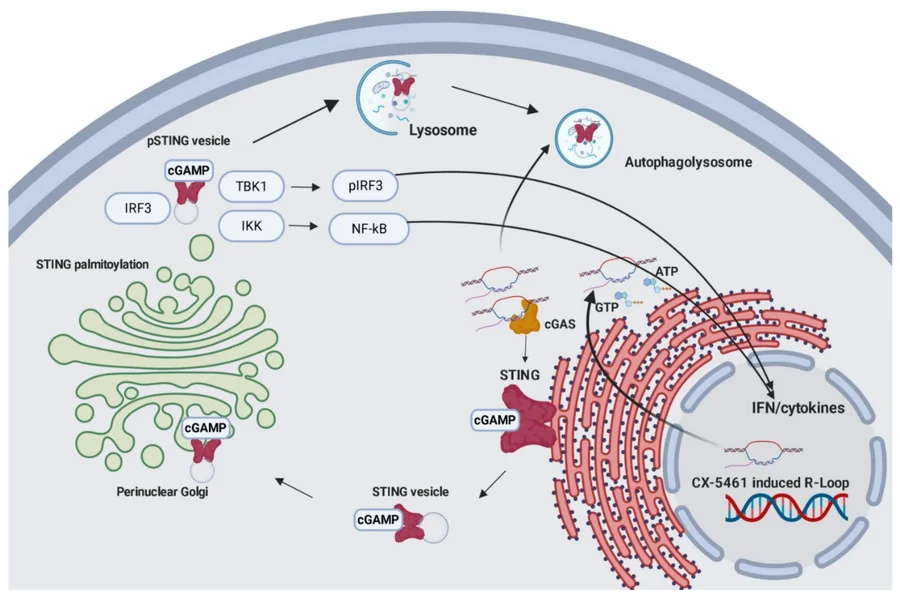 RNA Polymerase
